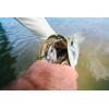 Berkley GSPS Fishing Bait(Black Silver)
