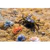 Berkley Gulp! Peeler Crab Saltwater Fishing Soft Bait(Molting)
