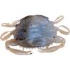 Berkley Gulp! Peeler Crab Saltwater Fishing Soft Bait(Molting)
