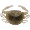 Berkley Gulp! Peeler Crab Saltwater Fishing Soft Bait(Molting)