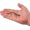 Berkley Gulp! SR Crawler Fishing Soft Bait(Black Gold)