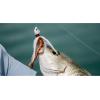 Berkley Gulp! Shrimp Saltwater Fishing Soft Bait(New Penny/Chartreuse)