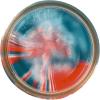 Berkley Gulp! Trout Fishing Dough Bait(American Pie)