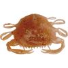 Berkley Gulp! Peeler Crab Saltwater Fishing Soft Bait(Amber Glow)
