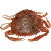 Berkley Gulp! Peeler Crab Saltwater Fishing Soft Bait(New Penny)