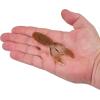 Berkley PowerBait MaxScent Creature Hawg(Rusty Craw)