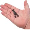 Berkley PowerBait MaxScent Lil’ Trooper Fishing Soft Bait(Black Powder)