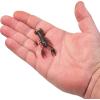 Berkley PowerBait MaxScent Lil’ Trooper Fishing Soft Bait(Hot Craw)