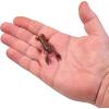 Berkley PowerBait MaxScent Lil’ Trooper Fishing Soft Bait(Peanut Butter and Jelly)