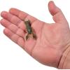 Berkley PowerBait MaxScent Lil’ Trooper Fishing Soft Bait(Watermelon Candy)