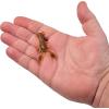Berkley PowerBait MaxScent Lil’ Trooper Fishing Soft Bait(Watermelon Copper/Orange w/Red)