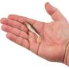 Berkley PowerBait The Champ Swimmer Fishing Soft Bait(HD Red Belly Goby)