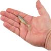Berkley PowerBait The Champ Swimmer Fishing Soft Bait(HD Sexy Shad)