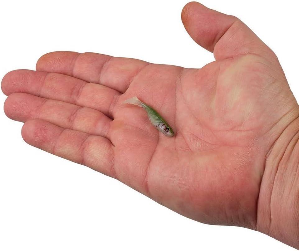 image:imageBerkley PowerBait Ripple Shad Fishing Soft BaitHD Tennessee Shad