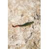 Berkley Gulp! Sandworm Natural, 6 Inch