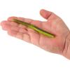 Berkley PowerBait MaxScent(Coppertreuse)