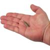 Berkley PowerBait Ripple Shad Fishing Soft Bait(HD Tennessee Shad)