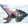Berkley PowerBait The Champ Minnow Fishing Soft Bait, HD Bluegill, 3.4in