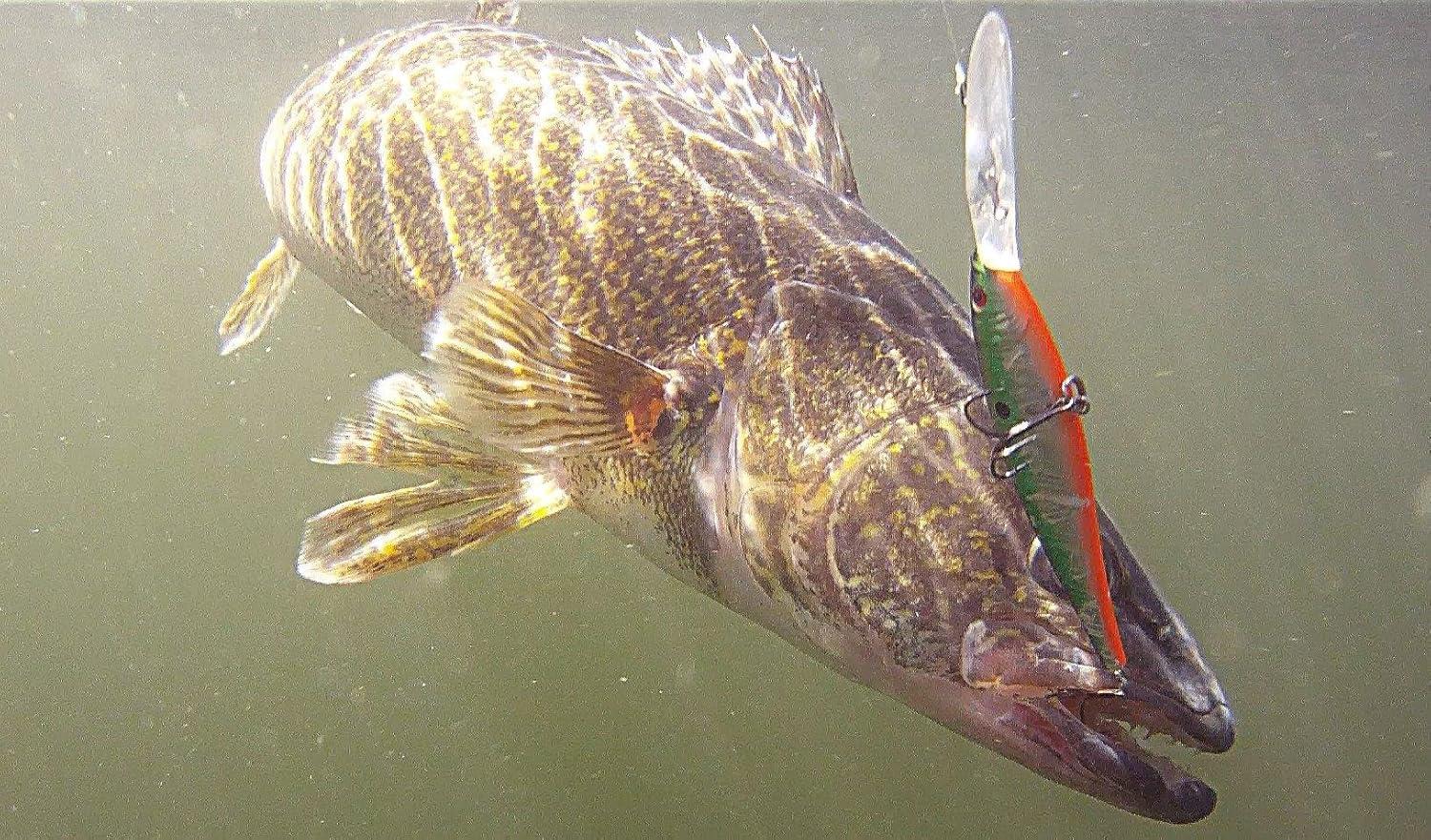 image:imageBerkley Flicker Minnow Fishing Lure HD Smelt 13 oz 3 12in 9cm Crankbaits Realistic Minnow Profile Sharp Dive Curve Gets to Fish Quickly Equipped with Fusion19 Hook