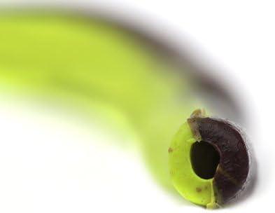 image:imageBerkley Gulp Killer Crawler Fishing Soft BaitDark CrawlerChartreuse Pepper