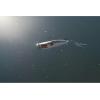 Berkley Bullet Pop Fishing Hard Bait(Baby Bass)