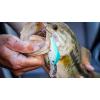 Berkley Dredger Fishing Hard Bait(Blue Chartreuse)
