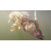 Berkley Flicker Minnow Fishing Lure, HD Smelt, 1/3 oz, 3 1/2in | 9cm Crankbaits, Realistic Minnow Profile, Sharp Dive Curve Gets to Fish Quickly, Equipped with Fusion19 Hook