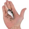 Berkley Dime Fishing Hard Bait(Pixie Dust)