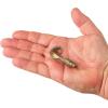 Berkley Gulp! Saltwater Swimming Mullet Fishing Soft Bait(Fool’s Gold)