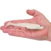 Berkley PowerBait CullShad Fishing Soft Bait(Albino)