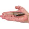 Berkley PowerBait CullShad Fishing Soft Bait(Ghost Morning Dawn)