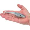 Berkley PowerBait CullShad Fishing Soft Bait(HD Blue Shad)