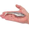 Berkley PowerBait CullShad Fishing Soft Bait(HD Gizzard Shad)