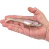 Berkley PowerBait CullShad Fishing Soft Bait(HD Rainbow Trout)