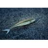 Berkley PowerBait The Champ Minnow Fishing Soft Bait, HD Rainbow Shiner, 3.4in